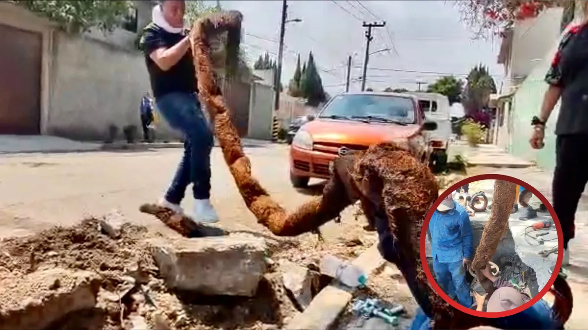 Raíz de más de 10 metros impedía suministro de agua en Ecatepec; suman ya cuatro raíces [VIDEO]