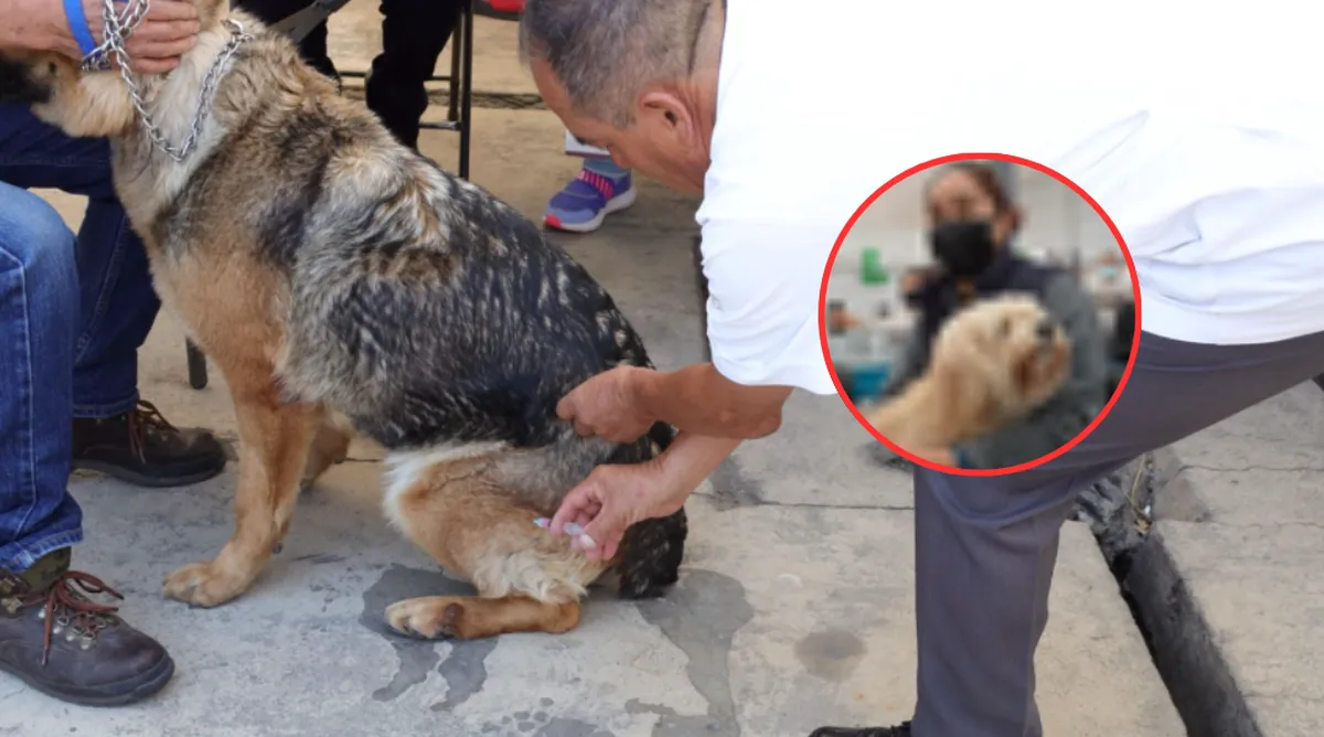 ¡Vacuna a tu mascota! Edomex inicia Semana Nacional de Vacunación Antirrábica 2026