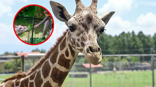 Cosm, una jirafa macho de un año y cuatro meses, llegó al Parque Ecológico Zacango