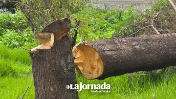 Tala ilegal incrementa en el  Edomex, ahora es la primera causa de pérdida de bosques