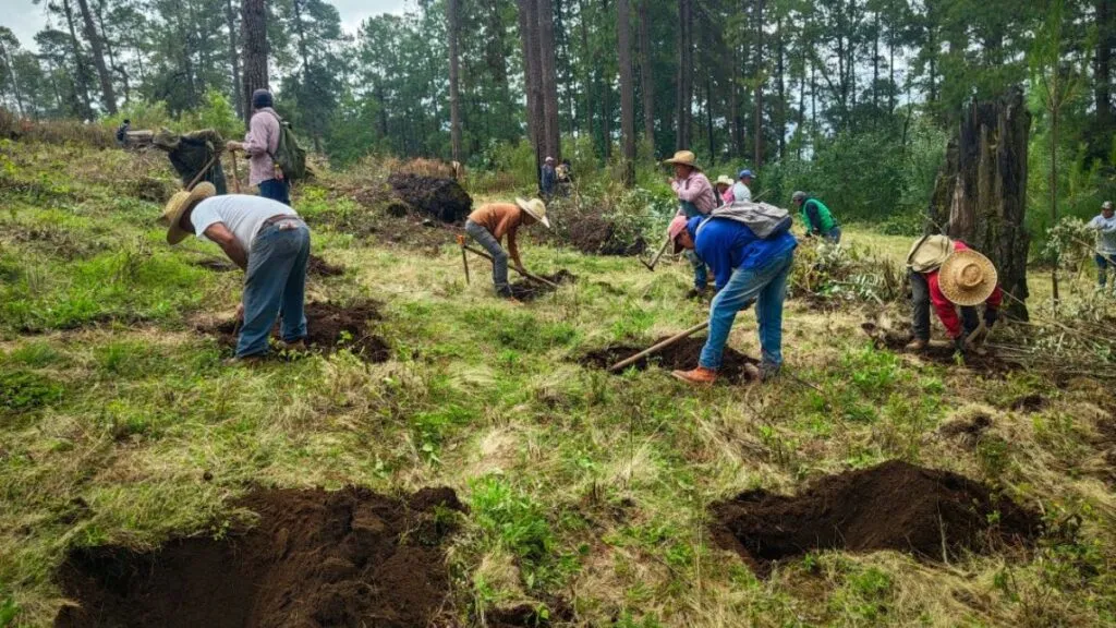 Edomex aperturó más de 500 km de brechas cortafuego
