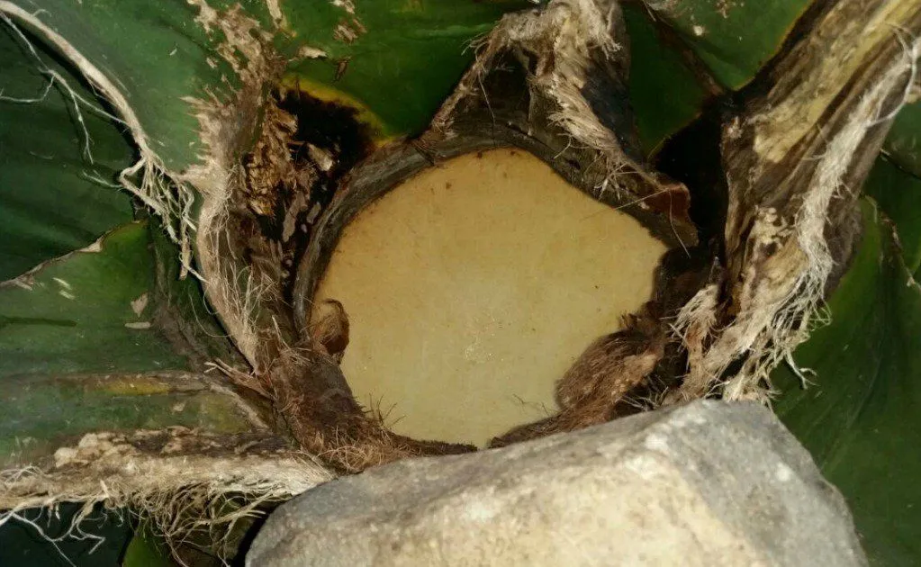 Otumba, lugar de tradición otomí