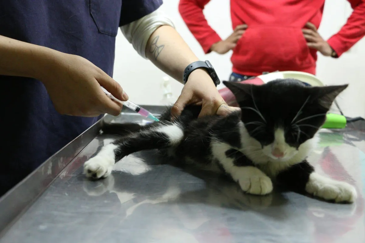 Toluca: Centro de Control y Bienestar Animal mantiene servicios durante vacaciones