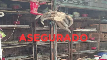 Al concluir el cateo, el local comercial quedó asegurado para preservar los indicios recabados y continuar con las investigaciones correspondientes.