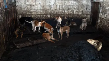 Eran 108 caninos en situación de maltrato en Mexicaltzingo; algunos quedarán en el domicilio