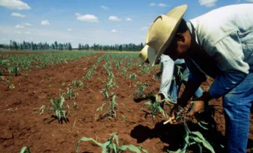 Toluca: Lanzan convocatoria para apoyos agrícolas