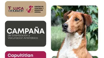 Toluca prepara campaña de esterilización y vacunación en Capúltitlán