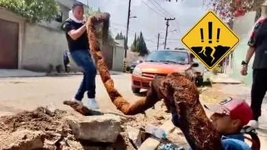 Una enorme raíz bloqueaba la red de agua potable en Ecatepec durante 10 años; Sapase logró retirarla y restablecer el servicio.