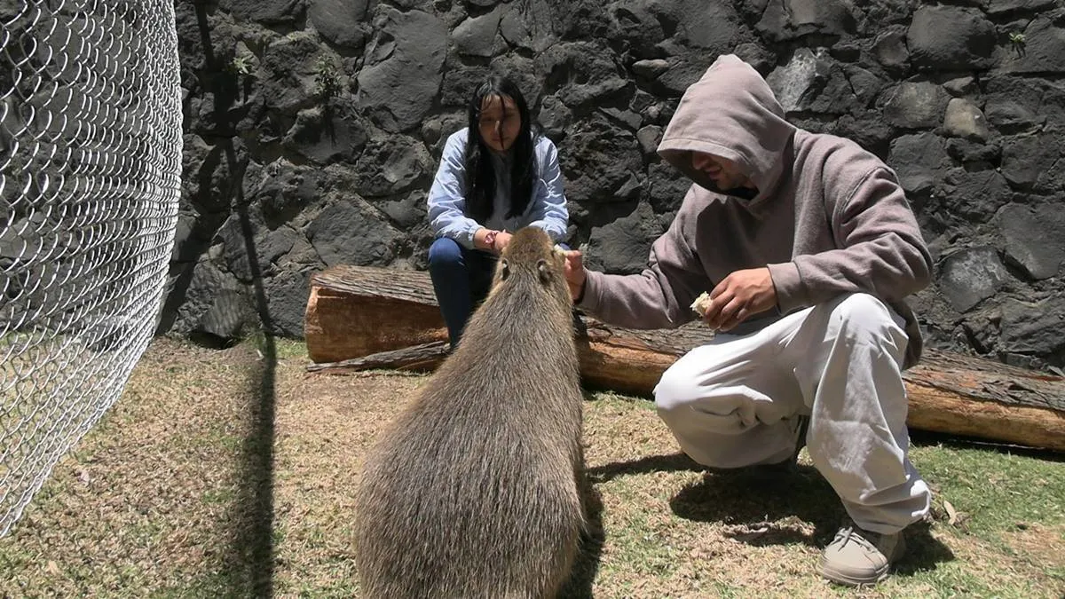 Alimenta y acaricia capibaras en parque de Edomex