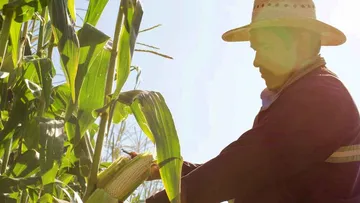 Producción de maíz crecería 8.9% en Edomex este 2026