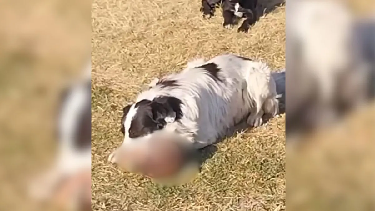 Graban a perros comiendo cráneo humano en Ecatepec