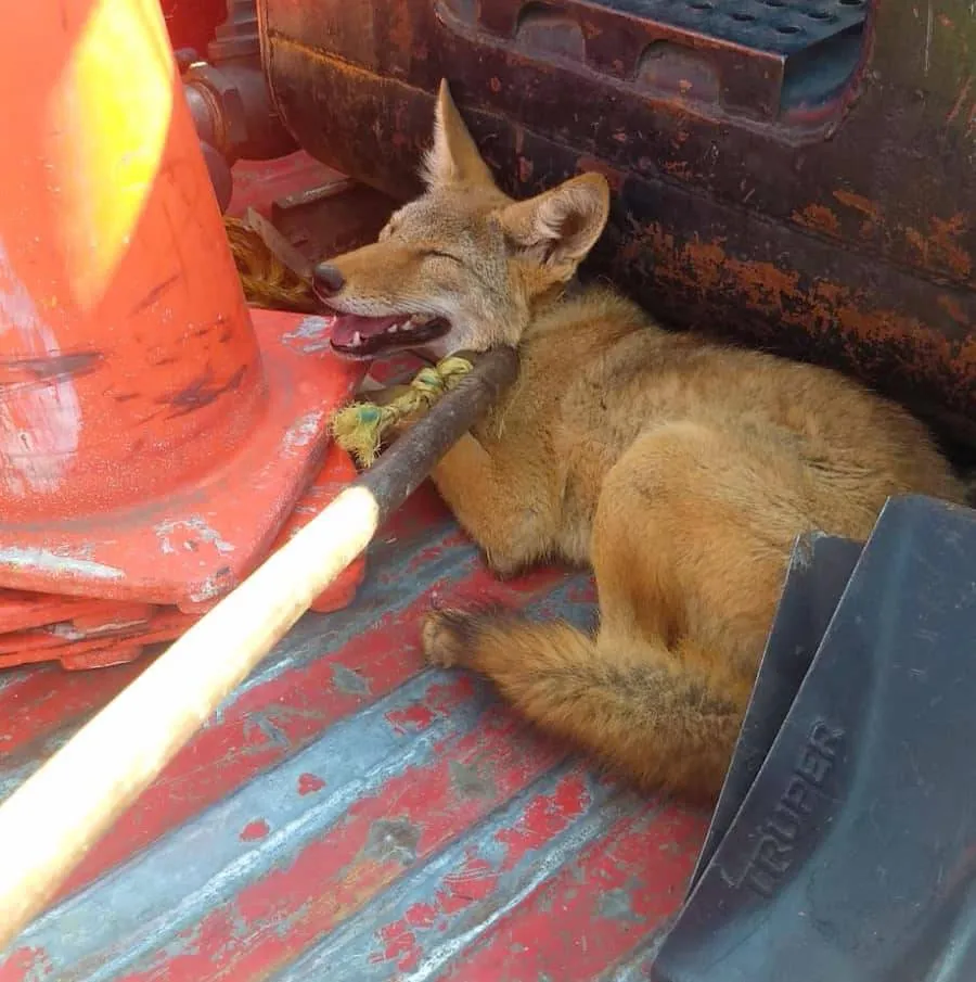 Coyote rescatado en Capultitlán por Bomberos de Toluca, creían que era un perro