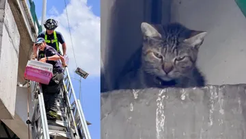 Bomberos de Coacalco rescatan a gatita atrapada en puente vehicular