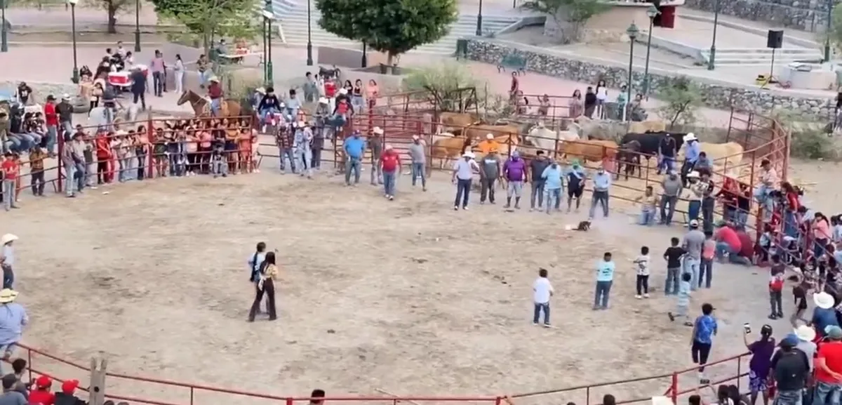 Torturan a gatos para divertirse en Guanajuato