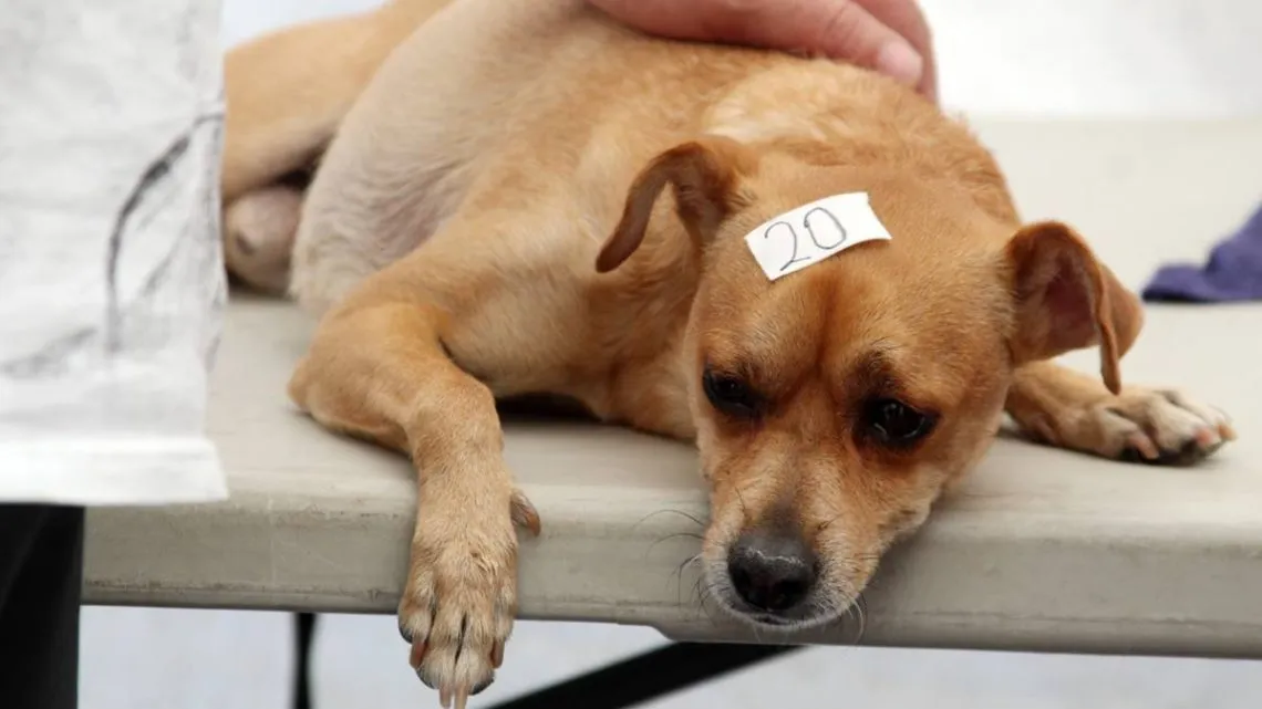 Ecatepec ha esterilizado a más de 15 mil mascotas para prevenir el maltrato animal