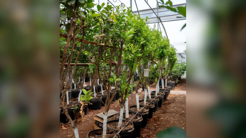 Agrónomos con el reto de producir alimentos más nutritivos sin dañar al planeta: investigador