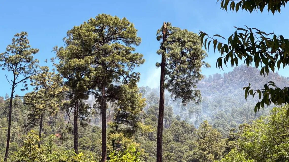 Donato Guerra: Logran controlar incendio forestal en San Lucas Texcaltitlán