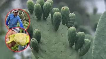 UACh impulsa producción de tuna y nopal en Atenco con donación biológica
