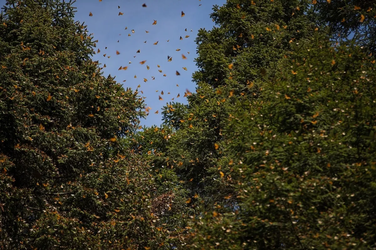 Mariposa Monarca: Prestadores de servicios turísticos recibirán capacitación