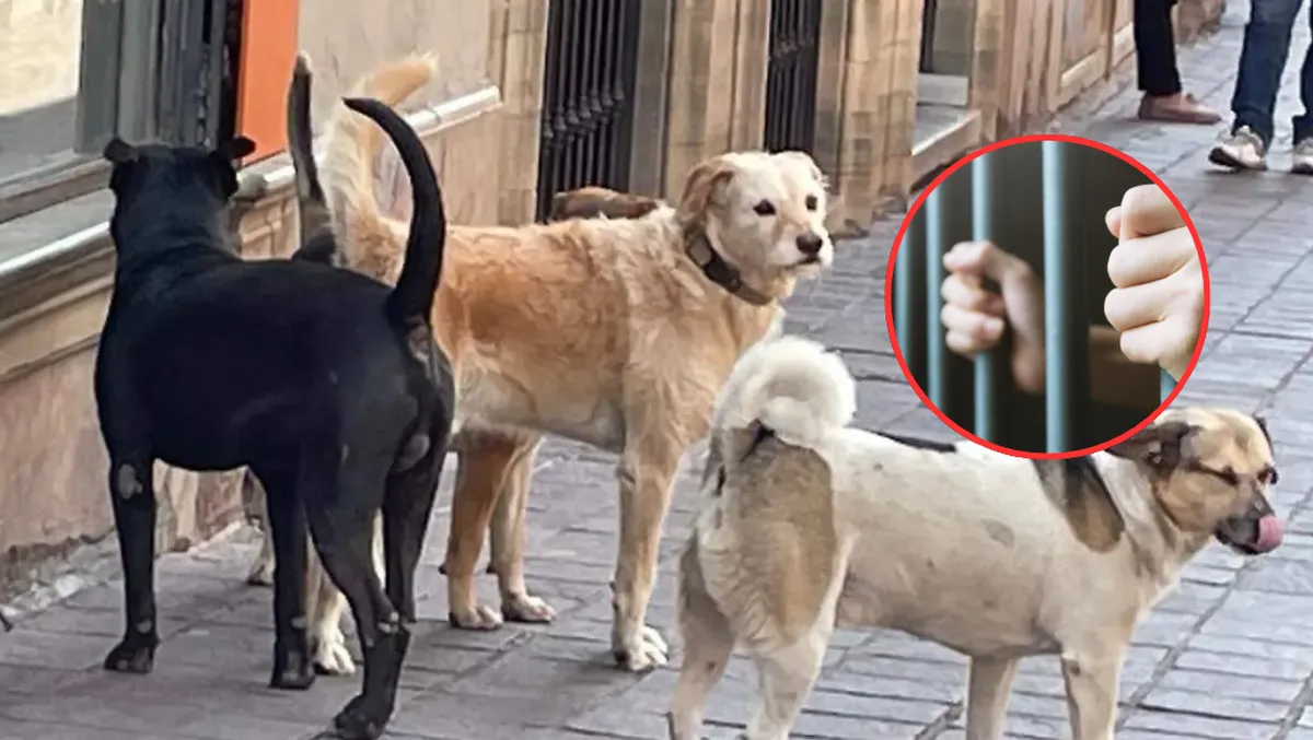 Hasta 36 horas de cárcel por pasear a tu perro sin correa: proponen diputados