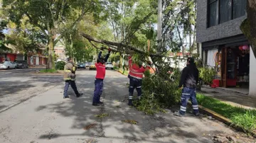 Lluvias provocan caída de árboles en Toluca