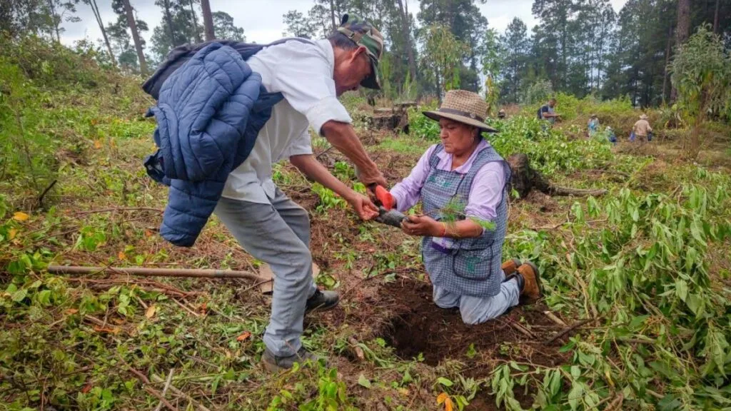 Edomex aperturó más de 500 km de brechas cortafuego