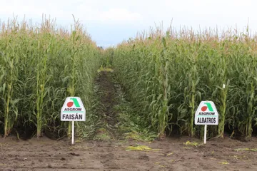 Desarrolla UAEMéx tecnología para mejorar cultivos de maíz