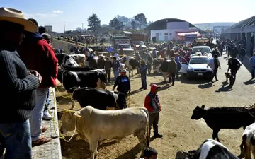 Encuentran posible ritual con un animal en tianguis de Almoloya de Juárez