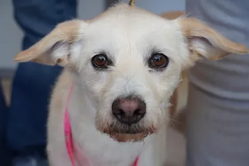 Toluca estrena unidad móvil para esterilizar hasta 75 perros y gatos por jornada