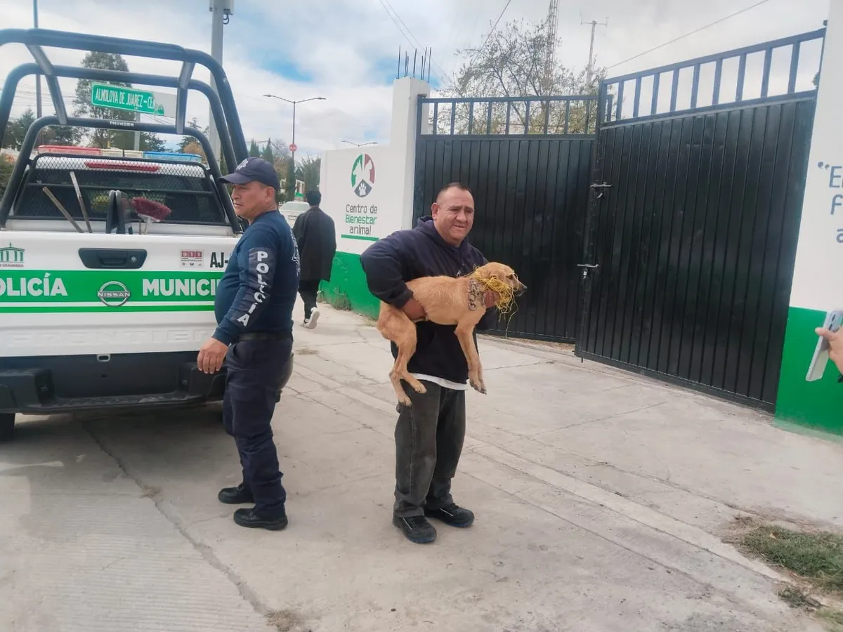 Durante la diligencia, el canino fue resguardado por las autoridades y posteriormente trasladado al Centro de Control y Bienestar Animal del municipio.