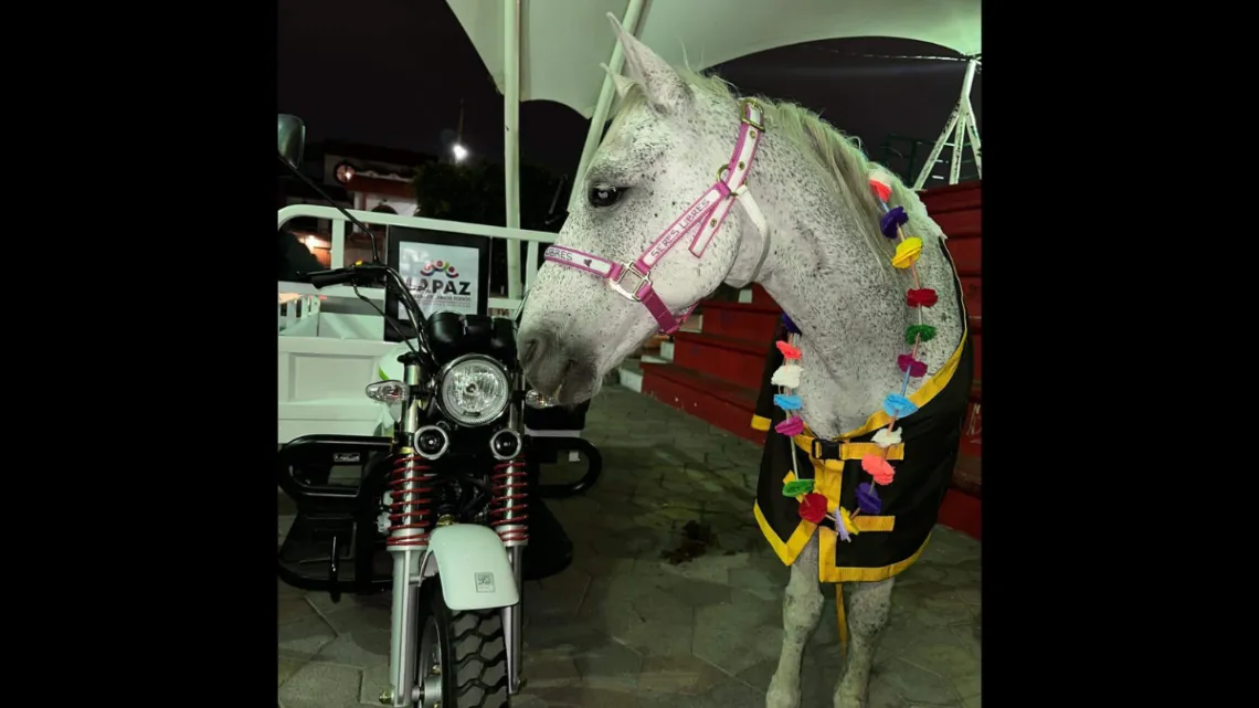 Se recuperan caballos rescatados de la sobreexplotación