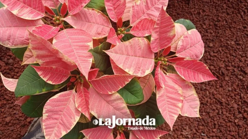 Productores de Texcoco dan vida a la Nochebuena que adorna miles de hogares