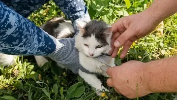 ¡Cayó Don Bigotes! Gato es capturado cuando intentaba ingresar droga a una prisión en Rusia