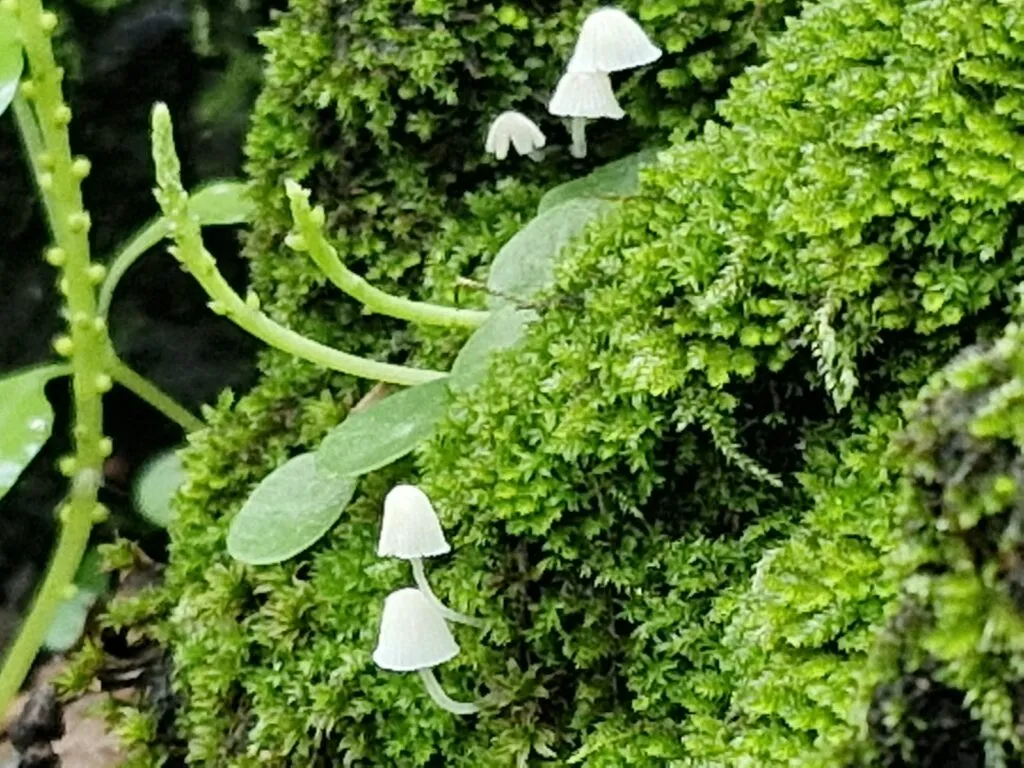 Ejidatarios denuncian grave daño ambiental en Sierra de Tepotzotlán por vehículos 4×4