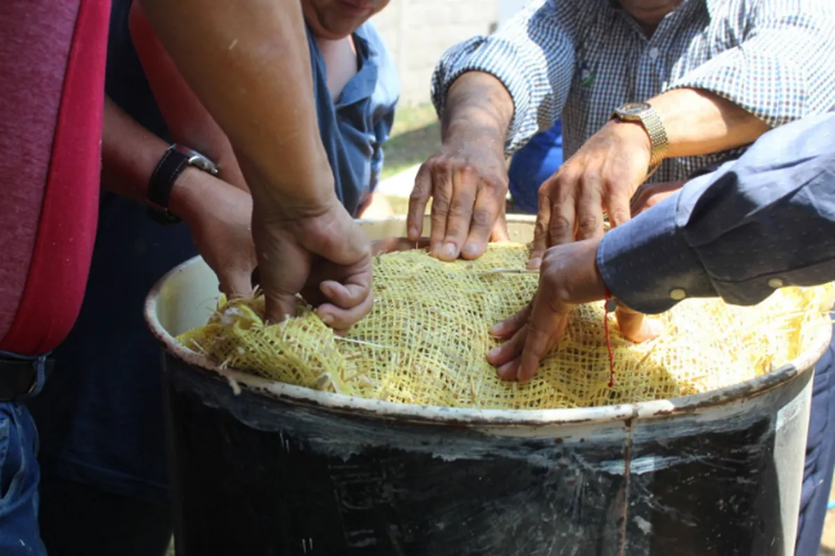Edomex: Líder nacional en producción de setas