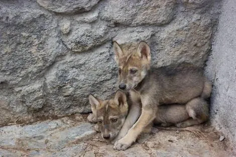 Resguardan 20 especies animales en Edomex