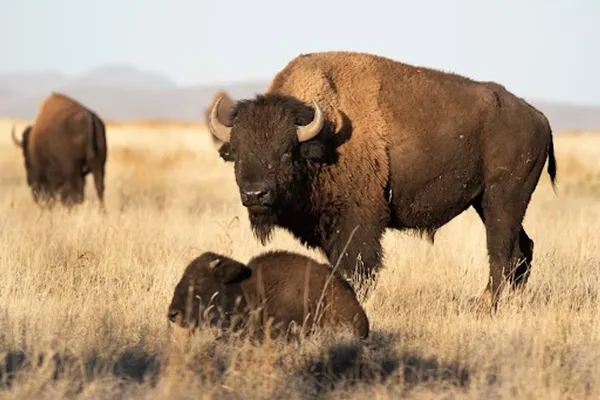 Reserva de Janos: El santuario de Chihuahua donde el bisonte americano vuelve a reinar.