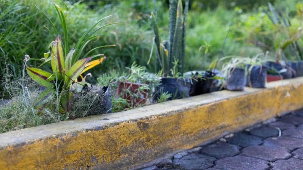 Coacalco: Siembran 4 mil árboles en zonas urbanas