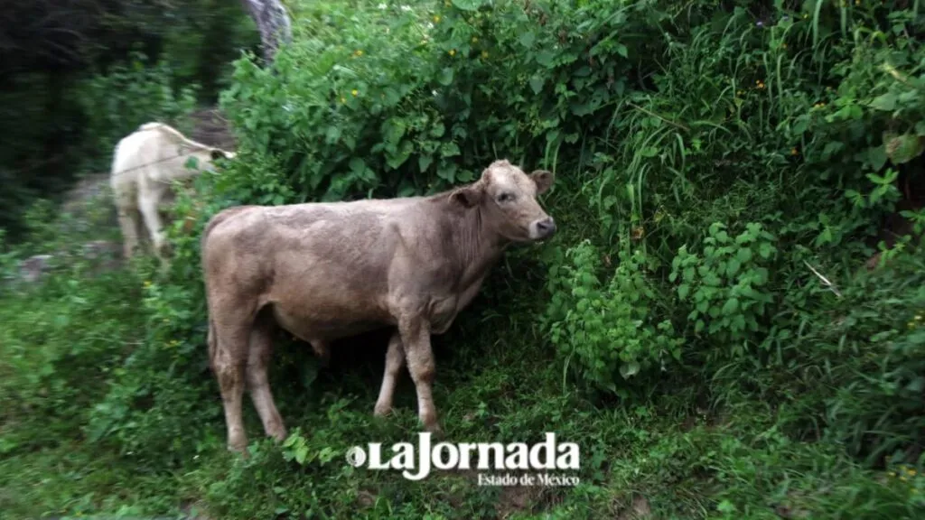 Ganaderos plantean programa de vacunación ante incremento de barrenador