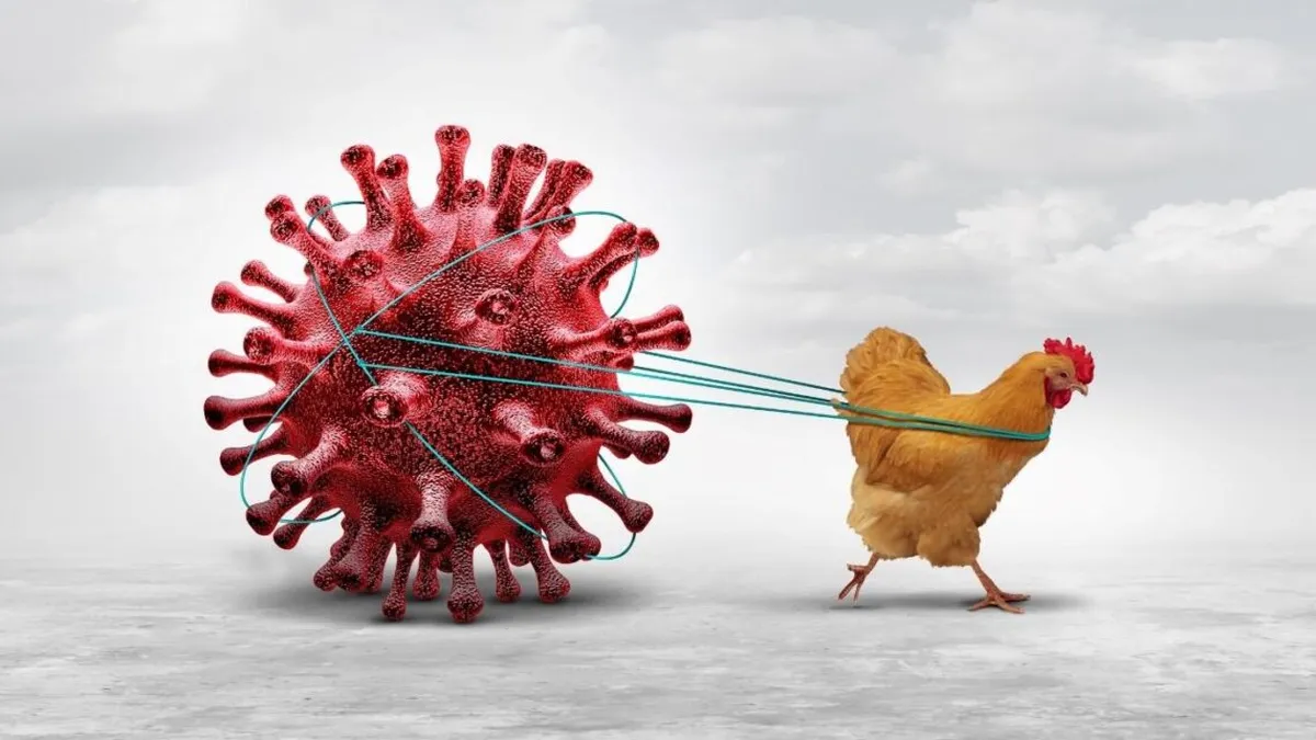 Gripe Aviar: ¿Cuáles son los síntomas y cómo se contagia?