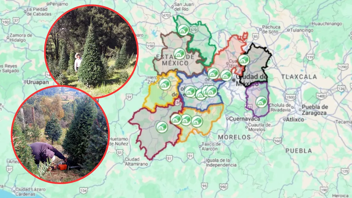 [MAPA INTERACTIVO] Estos son los centros de acopio para árboles de Navidad en Edomex