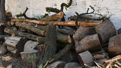 Vecinos de Santiago Tlacotepec y Cacalomacán, en Toluca, denunciaron tala clandestina en el paraje conocido como Dos Ríos.