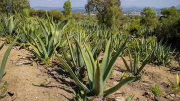 Maguey mexiquense es revalorado por industria y salud