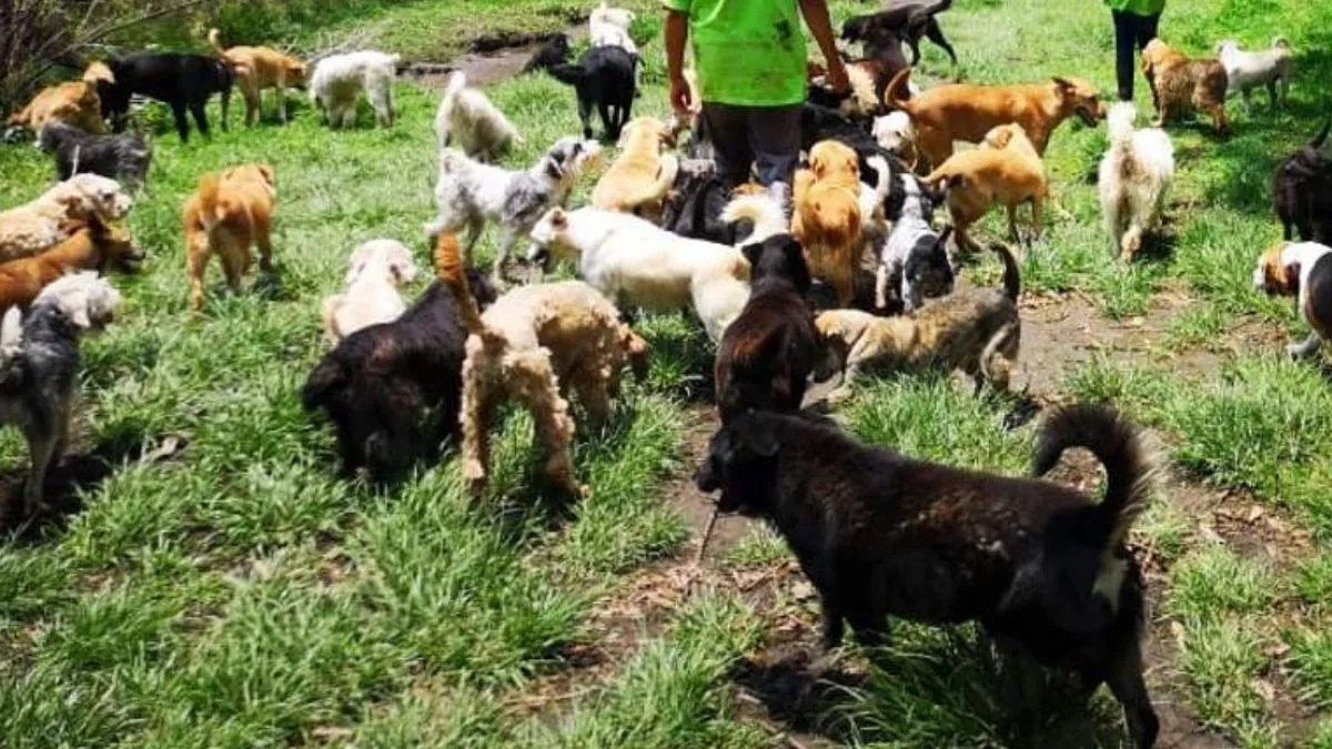 Animales rescatados del Refugio Franciscano están bien: Cravioto 