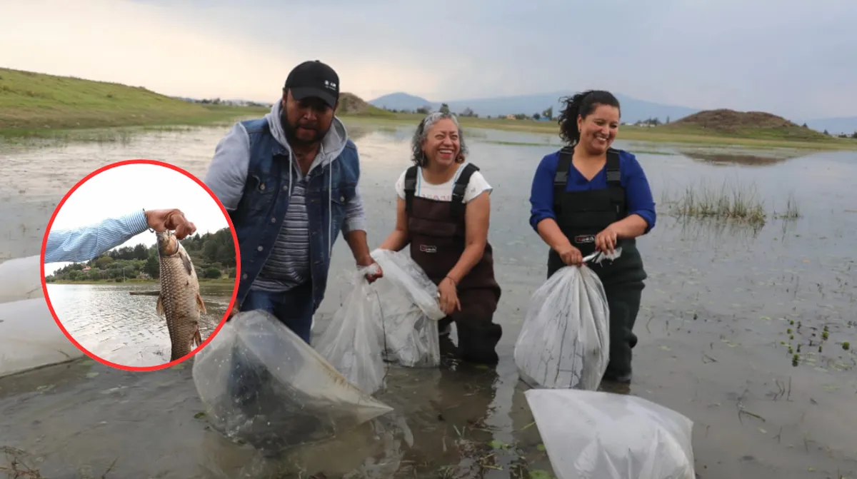 Liderazgo acuícola: Edomex se consolida como el principal productor de carpa en el país