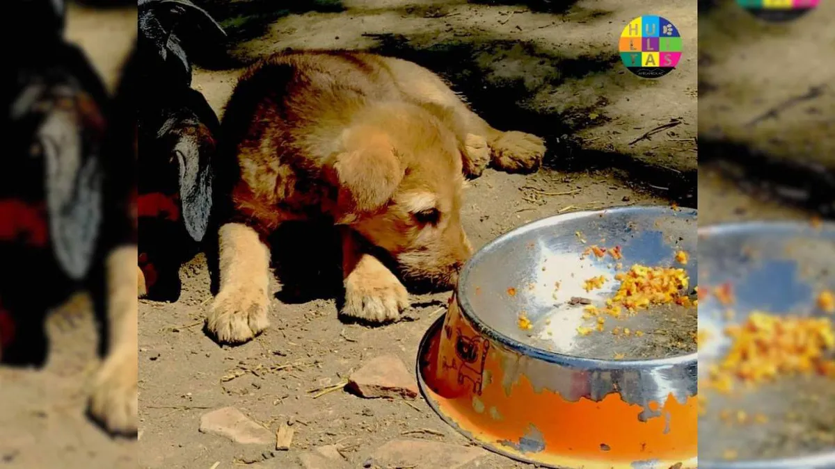 [VIDEO] Piden ayuda para rescatar a dos perros abandonados en Ecatepec