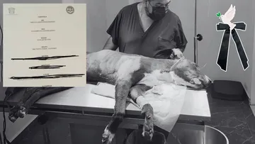 Balean a perro por defender a su dueño en Valle de Chalco; exigen justicia