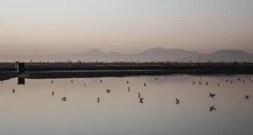 Día Mundial de los Animales: Especies endémicas del Lago de Texcoco