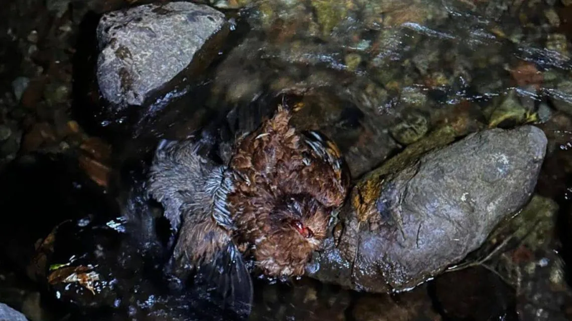 Ocoyoacac: Habitantes reportan cuerpos de animales en vías del Río Hondito