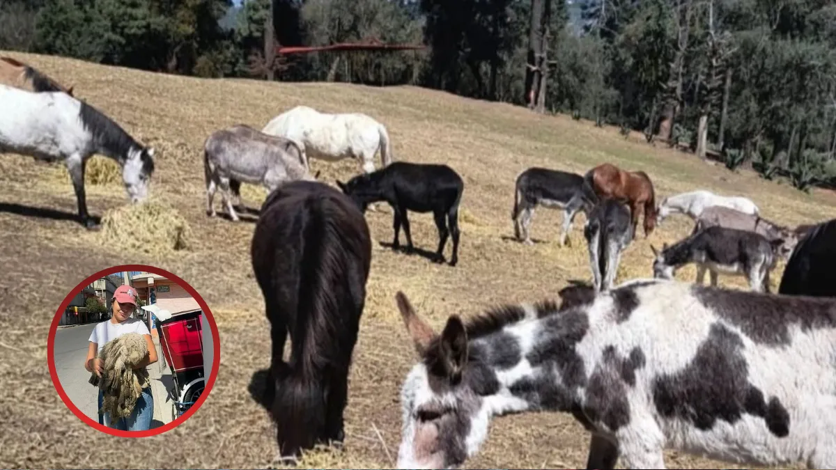 Protectores de animales de Edomex denuncian campaña de difamaciones